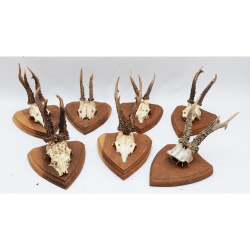 94 - Taxidermy. 20th century seven pairs of antlers/horns each mounted onto wooden shields. (7).