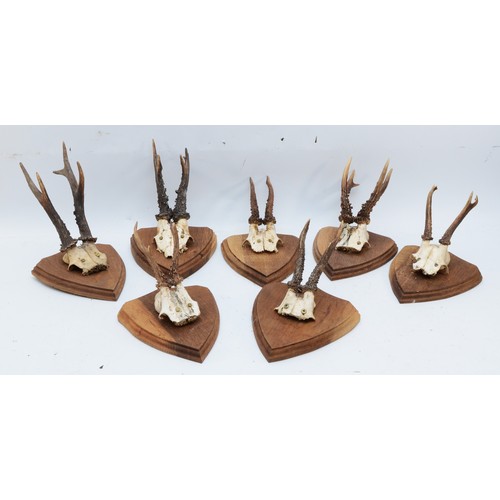 95 - Taxidermy. 20th century seven pairs of antlers/horns each mounted onto wooden shields. (7).