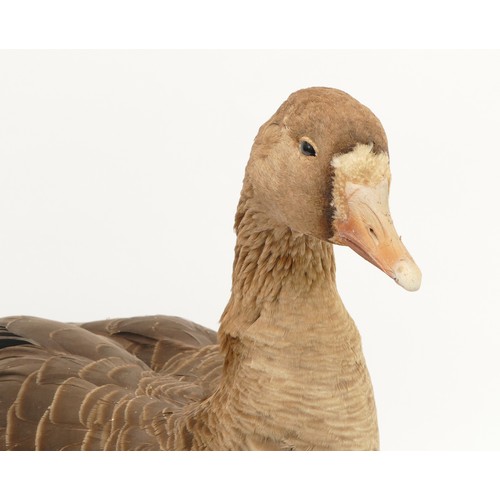 83 - Taxidermy: A Greylag Goose (Anser anser) circa 20th century, mounted in standing position, upon a sh... 