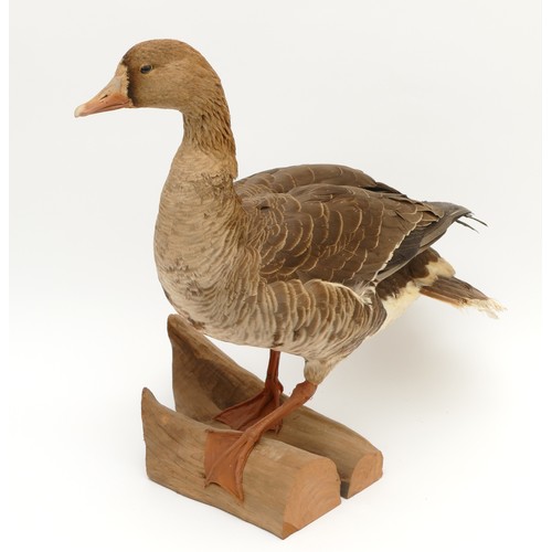 83 - Taxidermy: A Greylag Goose (Anser anser) circa 20th century, mounted in standing position, upon a sh... 