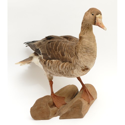 83 - Taxidermy: A Greylag Goose (Anser anser) circa 20th century, mounted in standing position, upon a sh... 