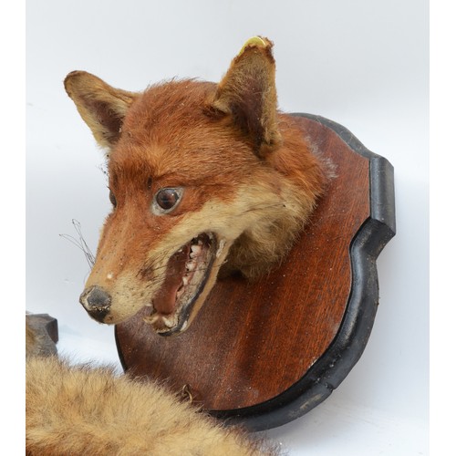 109 - Taxidermy: Red Fox (Vulpes vulpes), 20th century fox masks with brushes, mounted upon mahogany shiel... 