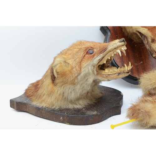 109 - Taxidermy: Red Fox (Vulpes vulpes), 20th century fox masks with brushes, mounted upon mahogany shiel... 