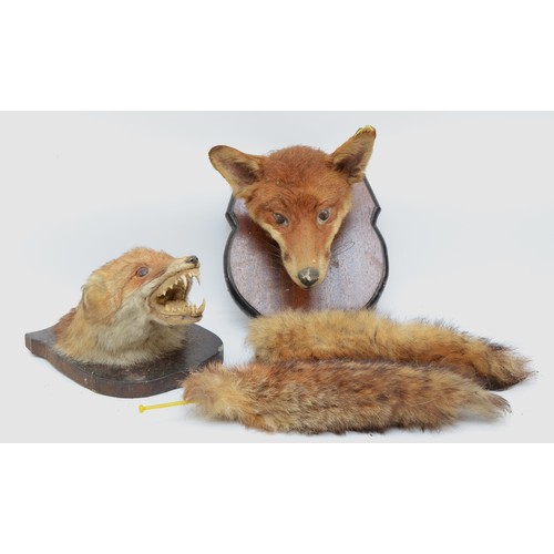 109 - Taxidermy: Red Fox (Vulpes vulpes), 20th century fox masks with brushes, mounted upon mahogany shiel... 