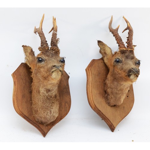 100 - Taxidermy: Roe deer heads, circa 20th century, having three point antlers, mounted on oak shields, (... 