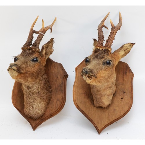 100 - Taxidermy: Roe deer heads, circa 20th century, having three point antlers, mounted on oak shields, (... 