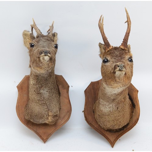 99 - Taxidermy: A pair of Roe Deer adult head mounts, looking straight ahead, 3 points, mounted upon typi... 