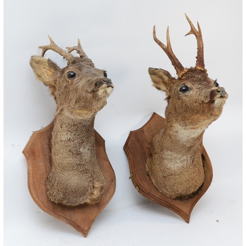 99 - Taxidermy: A pair of Roe Deer adult head mounts, looking straight ahead, 3 points, mounted upon typi... 