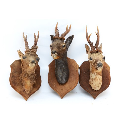 98 - Taxidermy: Roe deer neck mounts, mounted on oak shield plaques, (in need of restoring) H54cm. (3)