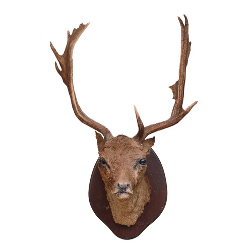 101 - Taxidermy: European Fallow Deer (Dama dama), circa 20th century, shoulder mount with head facing for... 