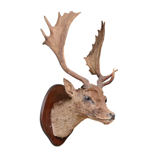 101 - Taxidermy: European Fallow Deer (Dama dama), circa 20th century, shoulder mount with head facing for... 