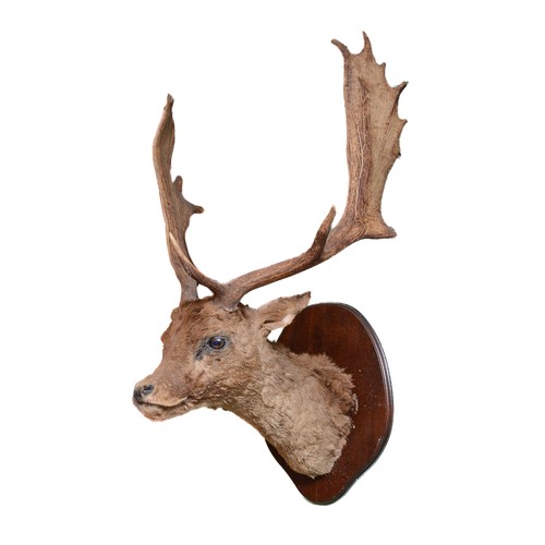 101 - Taxidermy: European Fallow Deer (Dama dama), circa 20th century, shoulder mount with head facing for... 