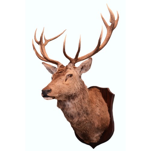 104 - Taxidermy: Scottish Deer (Cervus elaphus scoticus), an adult Royal stag shoulder mount, with head fa... 