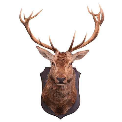 Taxidermy: Scottish Deer (Cervus elaphus scoticus), an adult Royal stag shoulder mount, with head facing forward, 14 points (7+7), widest span 84cm, from the wall 84cm, overall height 112cm, mounted upon a polished shaped mahogany shield.