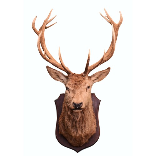 103 - Taxidermy: Scottish Deer (Cervus elaphus scoticus), an adult Royal stag shoulder mount, with head fa... 