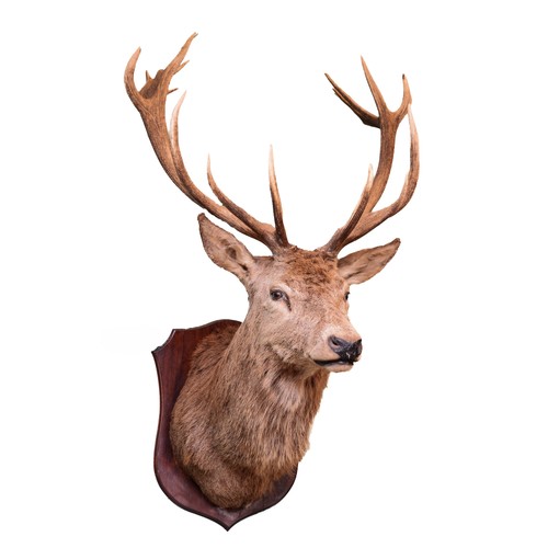 103 - Taxidermy: Scottish Deer (Cervus elaphus scoticus), an adult Royal stag shoulder mount, with head fa... 