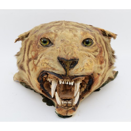 113 - Taxidermy: Indian Tiger Head Mount (Panthera tigris tigris), circa early 20th century, an adult head... 