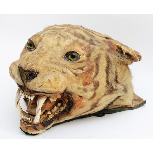 113 - Taxidermy: Indian Tiger Head Mount (Panthera tigris tigris), circa early 20th century, an adult head... 