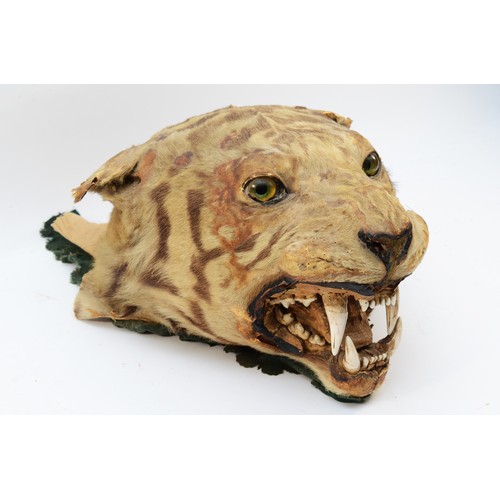 113 - Taxidermy: Indian Tiger Head Mount (Panthera tigris tigris), circa early 20th century, an adult head... 