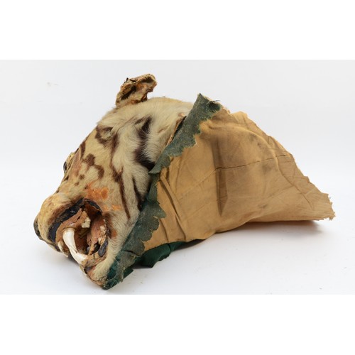 113 - Taxidermy: Indian Tiger Head Mount (Panthera tigris tigris), circa early 20th century, an adult head... 