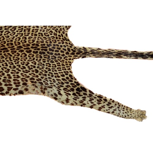 112 - Taxidermy: A Leopard Skin Rug (Panthera pardus fusca), early 20th century, an adult flat skin rug wi... 