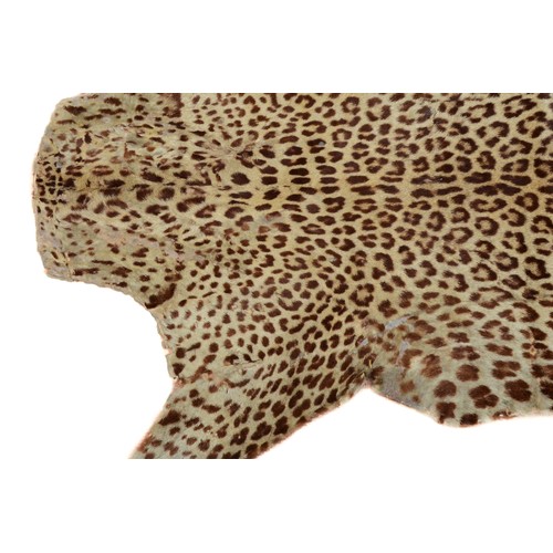 112 - Taxidermy: A Leopard Skin Rug (Panthera pardus fusca), early 20th century, an adult flat skin rug wi... 