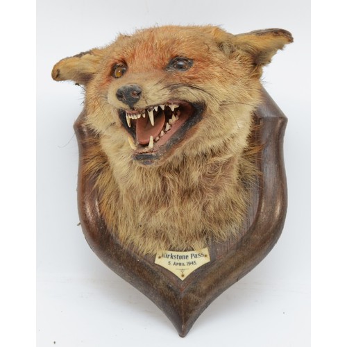 105 - Taxidermy: Red Fox Mask (Vulpes vulpes), dated 1945, by  H. Murray & Son, Taxidermists, an adult hea... 