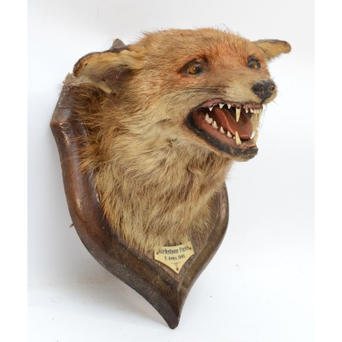 105 - Taxidermy: Red Fox Mask (Vulpes vulpes), dated 1945, by  H. Murray & Son, Taxidermists, an adult hea... 