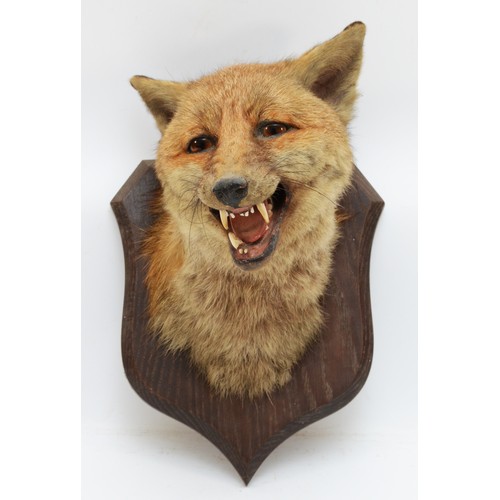 106 - Taxidermy: Red Fox Mask (Vulpes vulpes) circa early 20th century, by Peter Spicer & Sons, Taxidermis... 