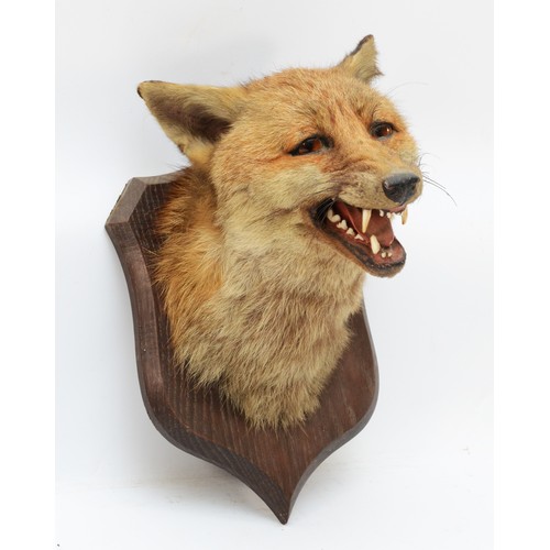 106 - Taxidermy: Red Fox Mask (Vulpes vulpes) circa early 20th century, by Peter Spicer & Sons, Taxidermis... 