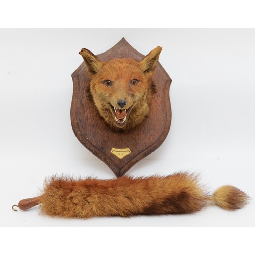 107 - Taxidermy: Red Fox Mask (Vulpes vulpes), dated 1920, by Roland Ward, Piccadilly, London, an adult he... 