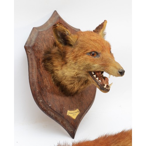 107 - Taxidermy: Red Fox Mask (Vulpes vulpes), dated 1920, by Roland Ward, Piccadilly, London, an adult he... 