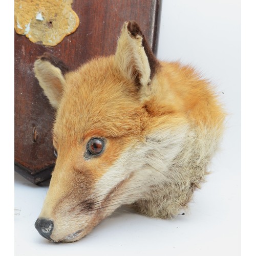 108 - Taxidermy: Two late 20th century Fox masks, mounted on oak shield plinths, with brushes. H27cm. (2)