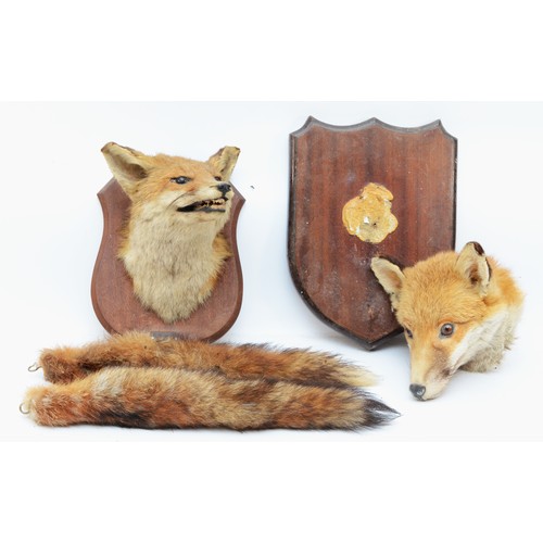 108 - Taxidermy: Two late 20th century Fox masks, mounted on oak shield plinths, with brushes. H27cm. (2)