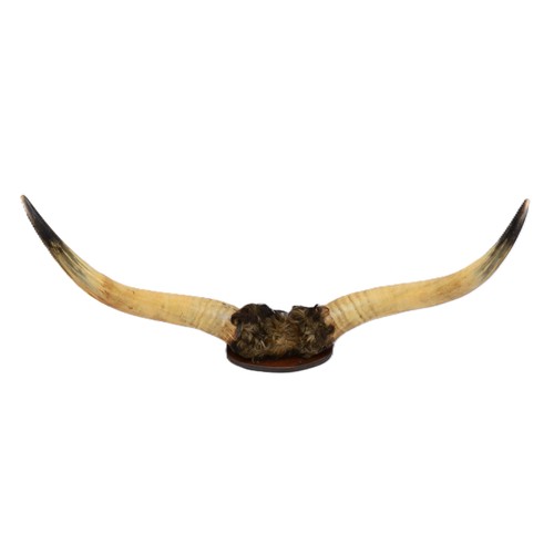 110 - Taxidermy: A pair of bull horns, mounted with a tuft of hair, fixed to a wall mounting wood plaque. ... 