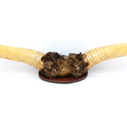 110 - Taxidermy: A pair of bull horns, mounted with a tuft of hair, fixed to a wall mounting wood plaque. ... 