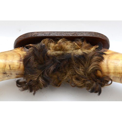 110 - Taxidermy: A pair of bull horns, mounted with a tuft of hair, fixed to a wall mounting wood plaque. ... 