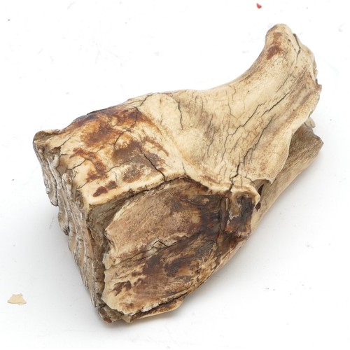 114 - Natural History: A preserved fossilised mammoth tooth (Mammuthus), approx 4000 years old, 11.5cm, 50... 