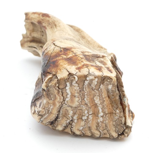 114 - Natural History: A preserved fossilised mammoth tooth (Mammuthus), approx 4000 years old, 11.5cm, 50... 