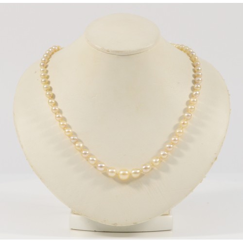 575 - A cultured pearl single strand necklace, graduating in size, largest is 8mm