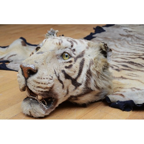 453 - A Van Ingen & Van Ingen Bengal Tiger (Panthera Tigris Tigris) Skin Rug, the head mounted on wood wit... 