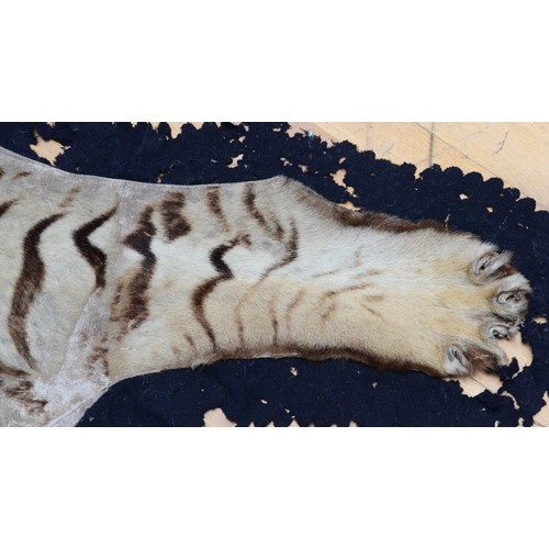 453 - A Van Ingen & Van Ingen Bengal Tiger (Panthera Tigris Tigris) Skin Rug, the head mounted on wood wit... 