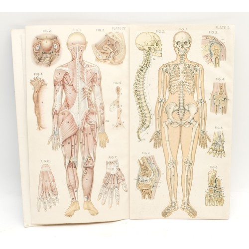 191 - Bailliere's Popular Atlas of the Anatomy and Physiology of the Female Human Body, circa 1956, togeth... 