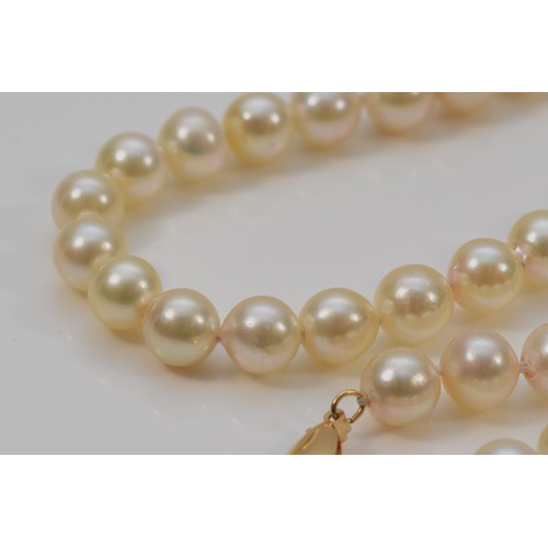 507 - A 14k gold clasp cultured pearl necklace, 59.5g