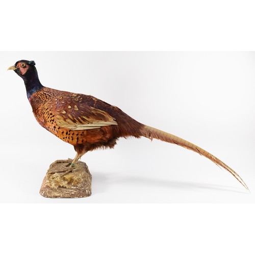 272 - Taxidermy; Syrmaticus Soemmerringii; A full mount adult copper or Soemmerring's pheasant, mounted on... 