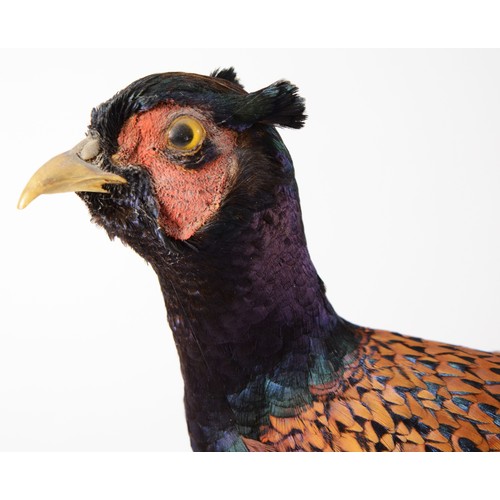 272 - Taxidermy; Syrmaticus Soemmerringii; A full mount adult copper or Soemmerring's pheasant, mounted on... 