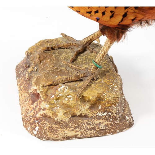 272 - Taxidermy; Syrmaticus Soemmerringii; A full mount adult copper or Soemmerring's pheasant, mounted on... 