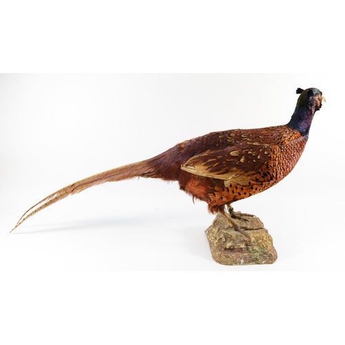 272 - Taxidermy; Syrmaticus Soemmerringii; A full mount adult copper or Soemmerring's pheasant, mounted on... 