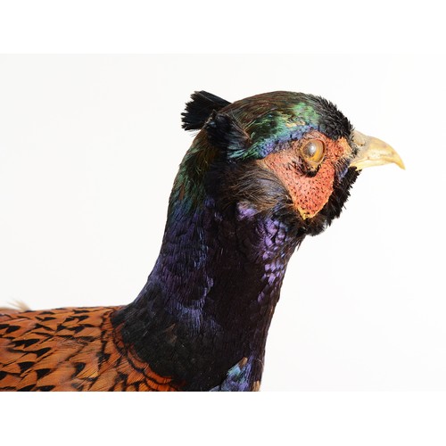 272 - Taxidermy; Syrmaticus Soemmerringii; A full mount adult copper or Soemmerring's pheasant, mounted on... 