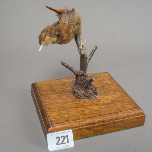 221 - TAXIDERMY WREN